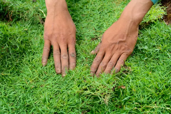 How to Lay Sod Over Existing Lawn in Vacaville, CA