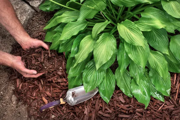 Mulching in Vacaville, CA